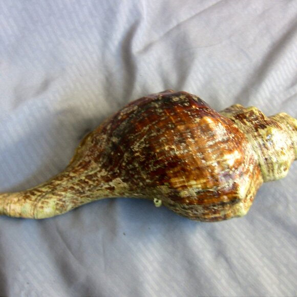 Beautiful Florida Horse Conch Shell 12" - Picture 6 of 8